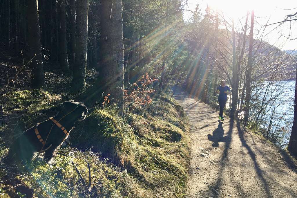 Person joggt auf einem sonnenbeschienenen Waldweg neben einem Gewässer, links ein Hundeschulhund.