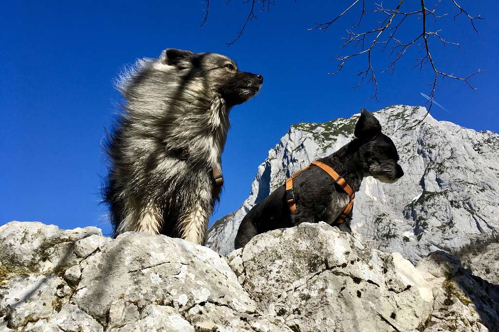 Zwei Hunde auf einem Felsvorsprung mit strahlend blauem Himmel und einem Berg im Hintergrund zeigen ihr Können beim Hundetraining Bad Mitterndorf.