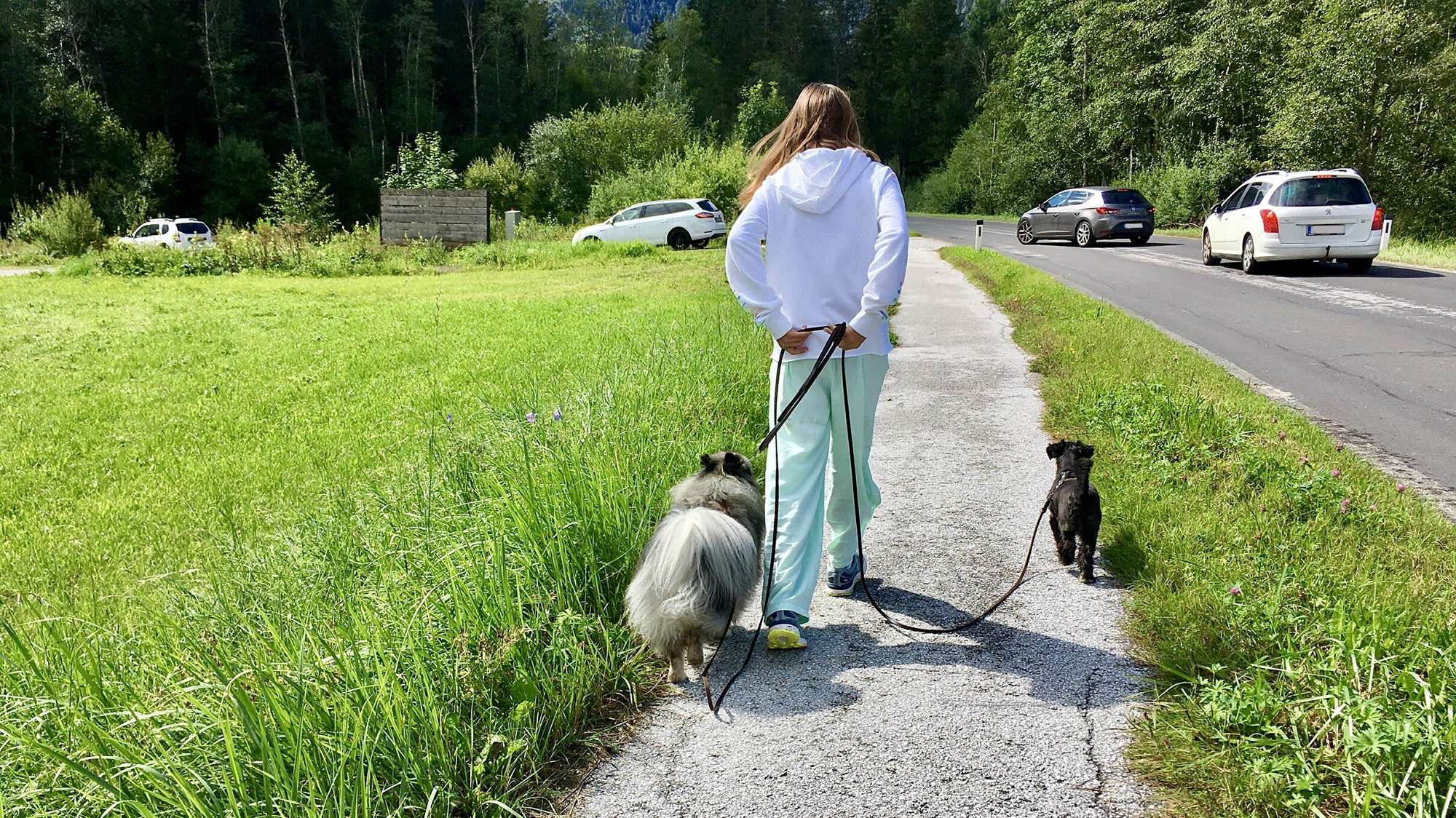 Eine Person geht mit zwei Hunden am Straßenrand spazieren, im Hintergrund sind Autos vorbeifahren und Bäume zu sehen. Sie sind auf dem Weg zur Welpenschule, um „Sitz lernen“ zu üben.