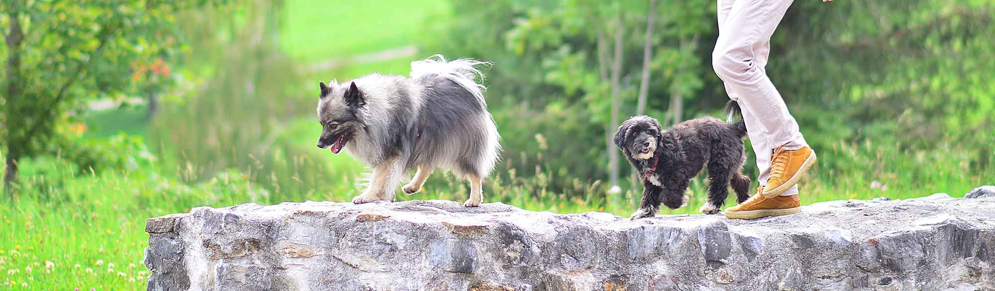 Zwei Hunde folgen ihrem Besitzer während einer Hundeschulstunde auf einer Steinmauer im Freien.